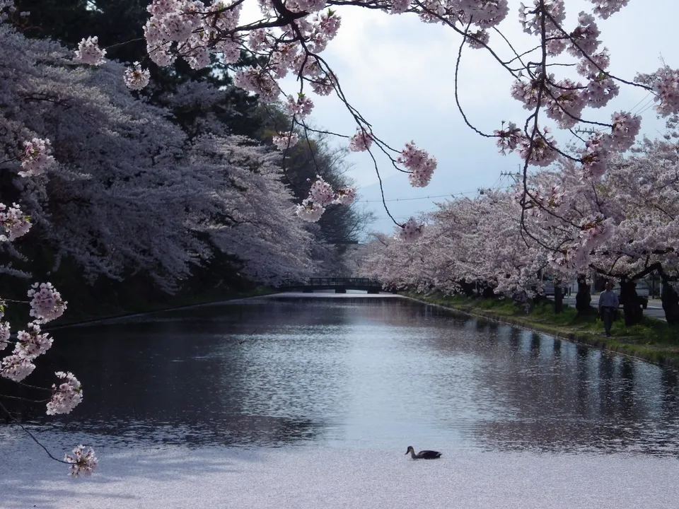 Hirosaki Castle in cherry-blossom season, Aomori Prefecture, Japan