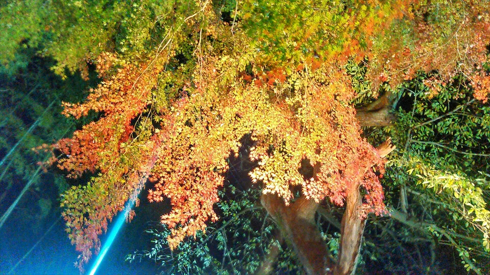 Autumn illumination on a shrine approach