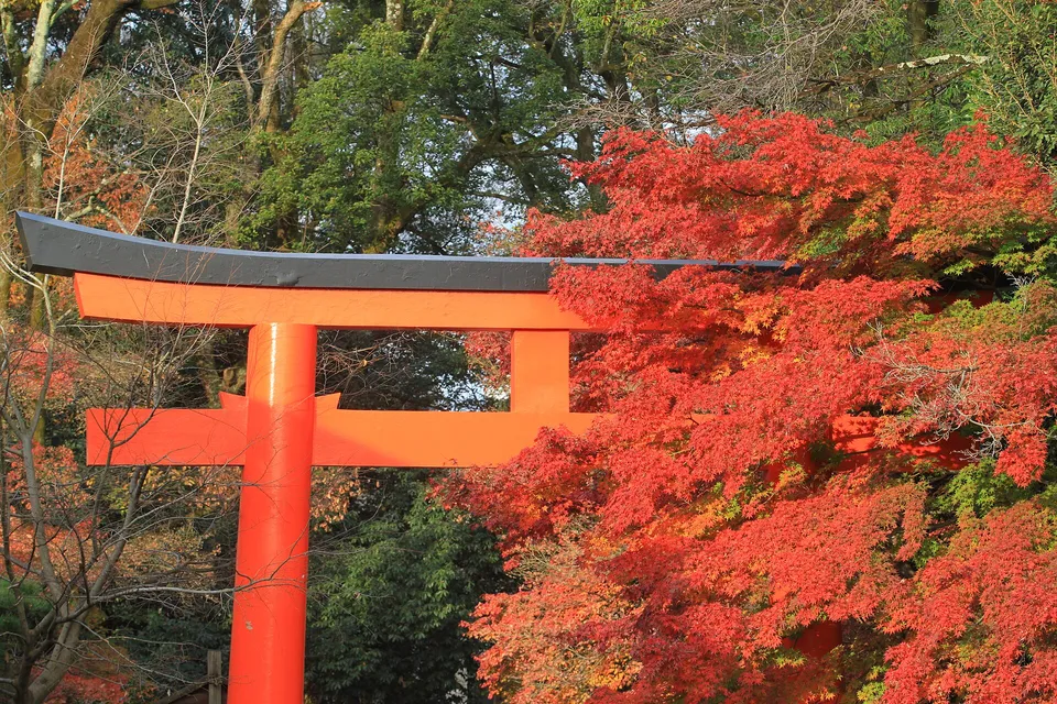 Autumn at Shimogamo Shrine's west approach, Kyoto