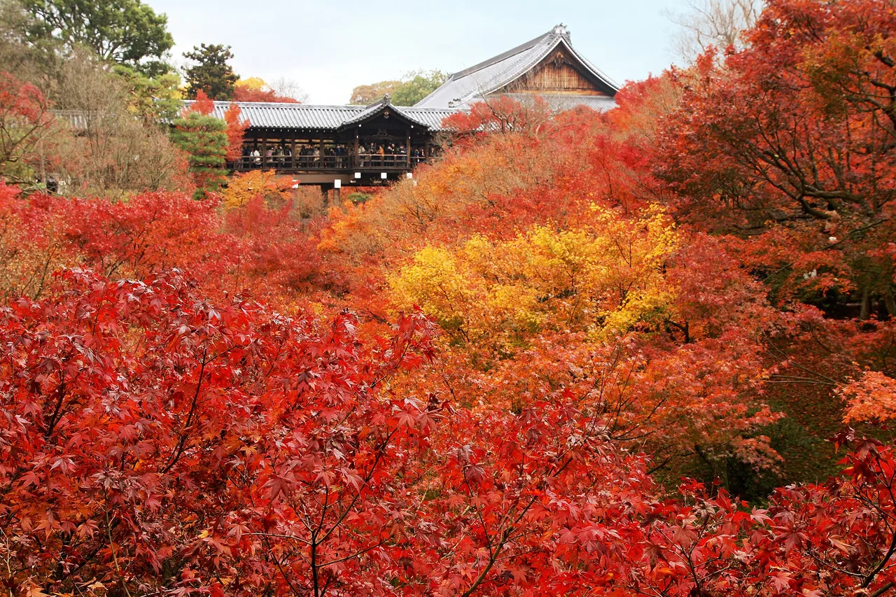 Tofukuji Autumn Leaves Kyoto, Japan