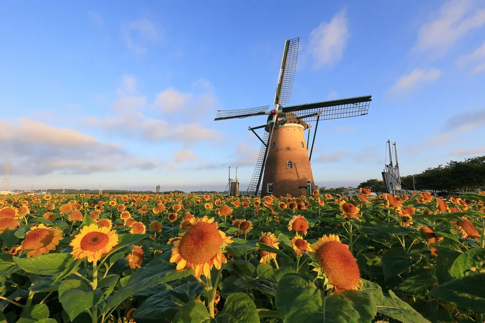 Chikura flower fields, Chiba Prefecture, Japan