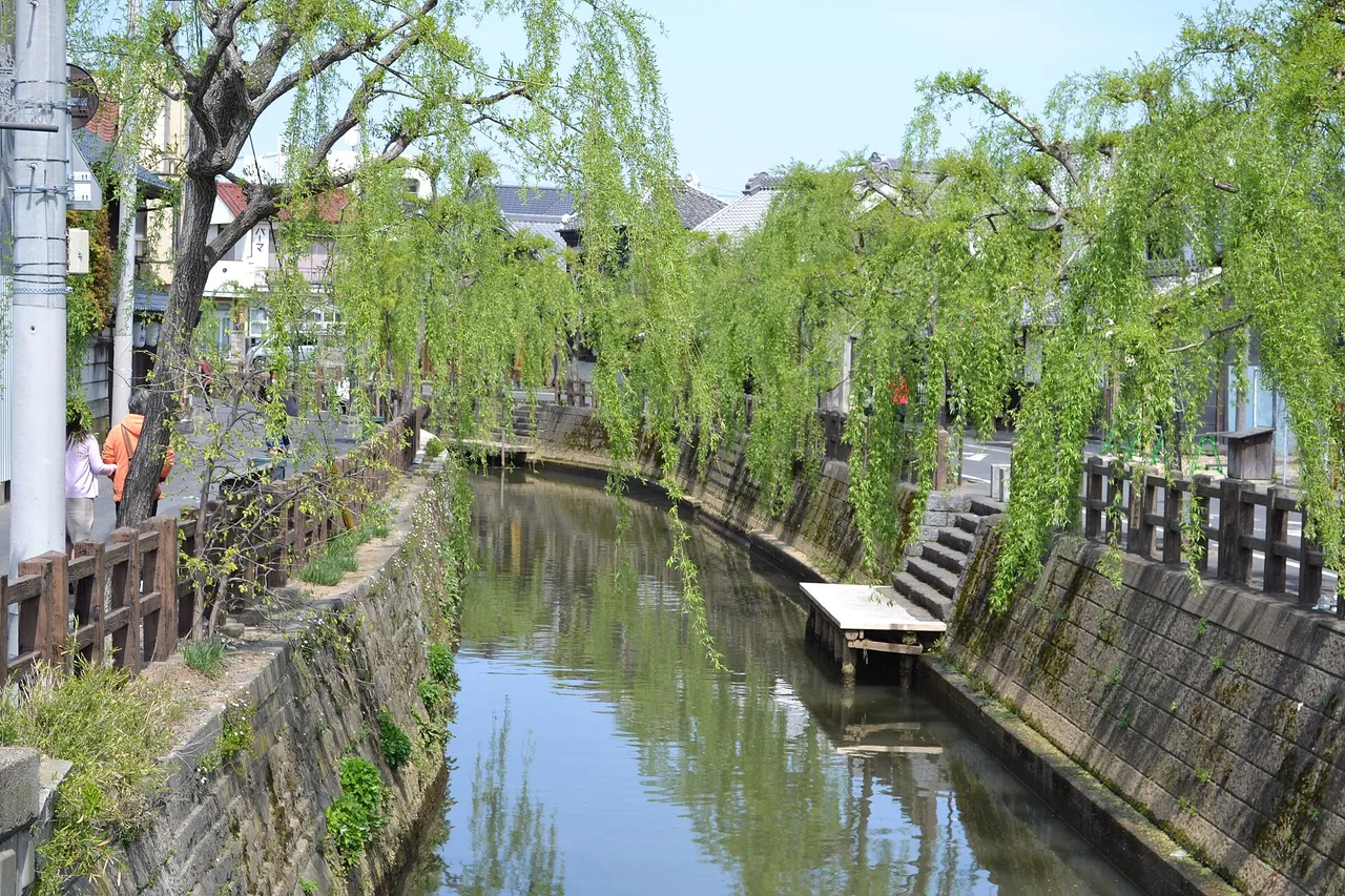 Willows along the Ono River canal in Sawara, Katori, Chiba, Japan