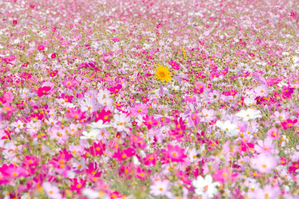 Nokonoshima Island Park, Fukuoka Prefecture, Japan