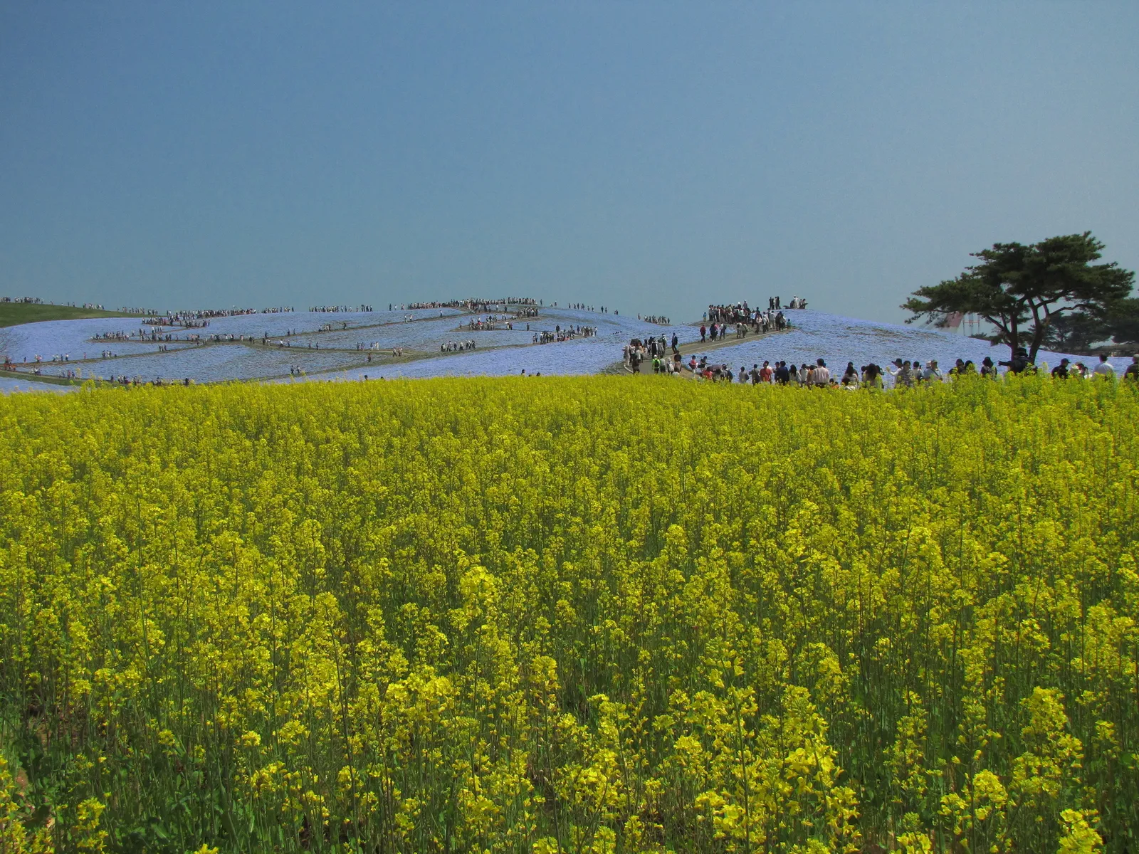 Hitachi Seaside Park flower fields, Ibaraki Prefecture, Japan