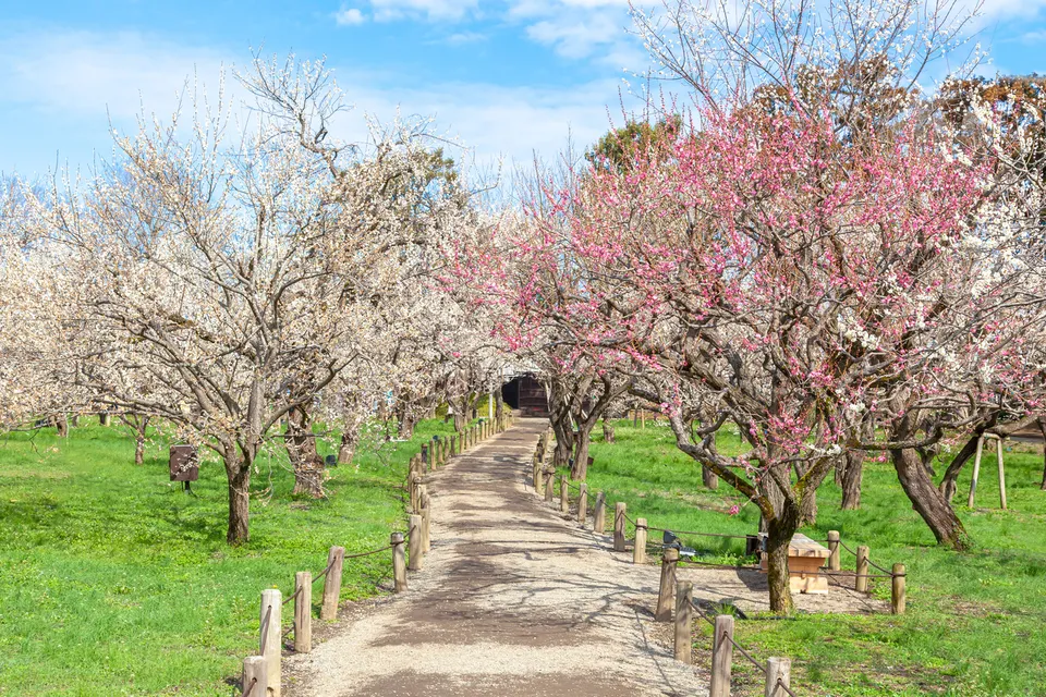 Kairakuen Garden, Ibaraki Prefecture, Japan