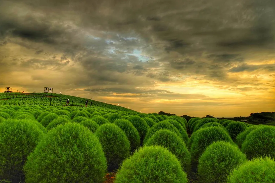 Hitachi Seaside Park, Ibaraki Prefecture, Japan