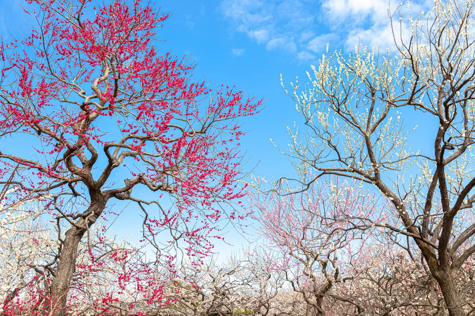 Kairakuen Garden, Ibaraki Prefecture, Japan