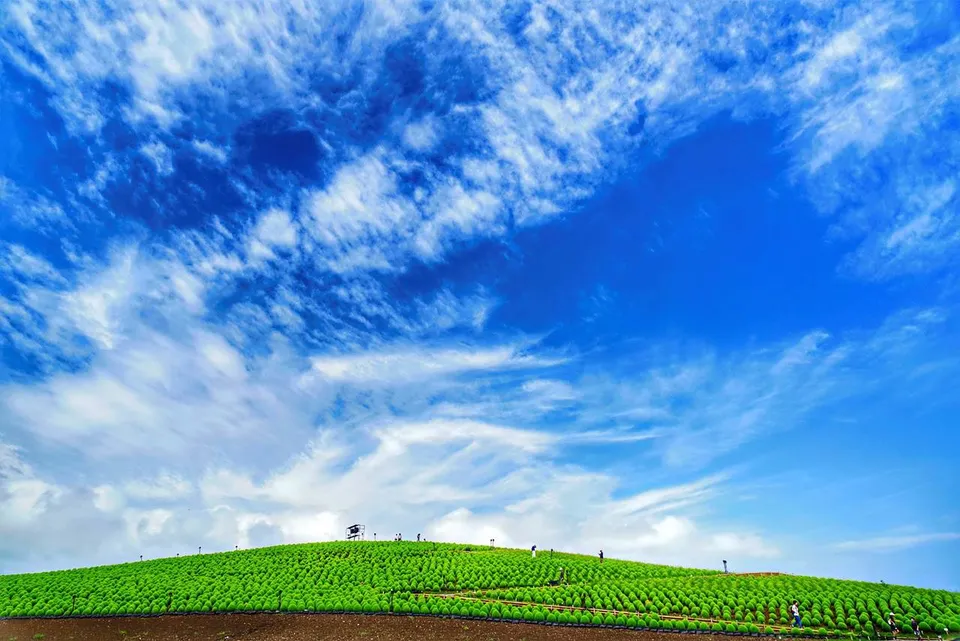 Hitachi Seaside Park, Ibaraki Prefecture, Japan