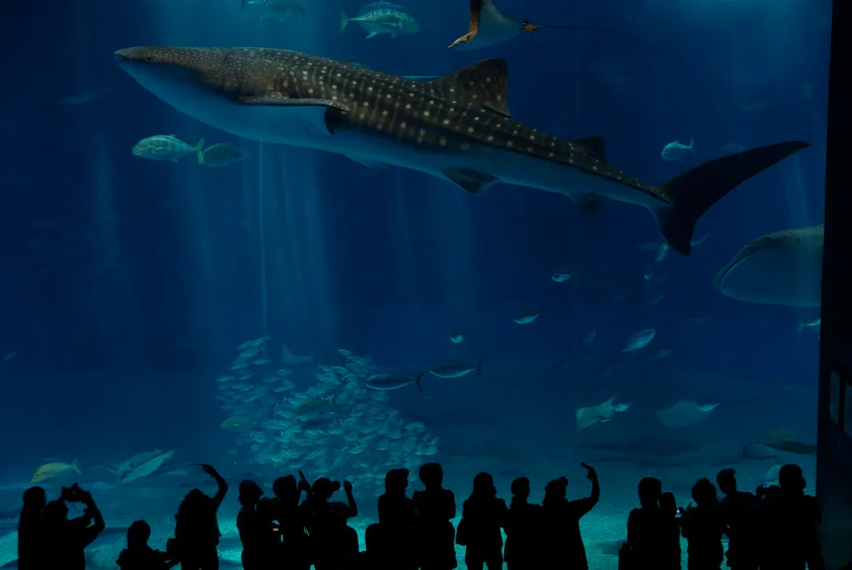 Whale shark, Okinawa Churaumi Aquarium
