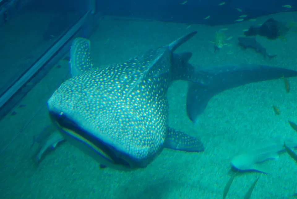 Whale shark in the Pacific tank, Osaka Kaiyukan