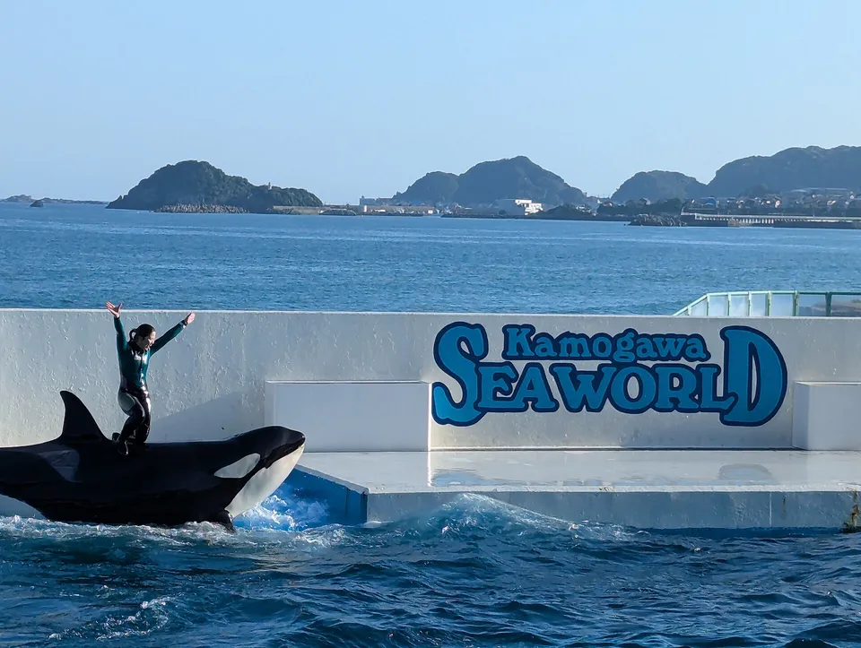 Orcas