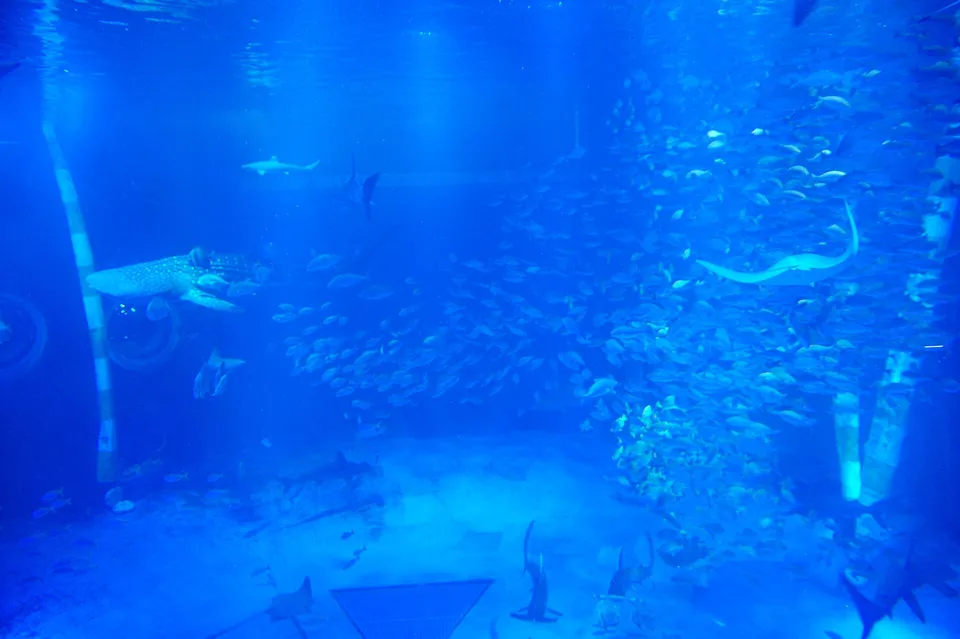 Whale sharks