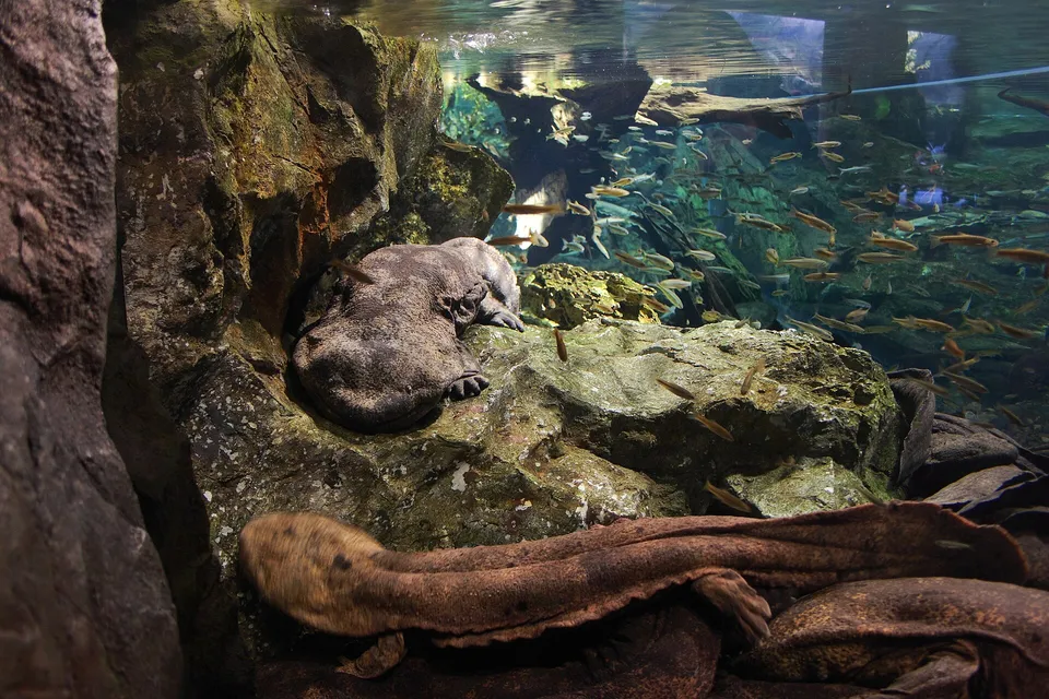 Kyoto Aquarium