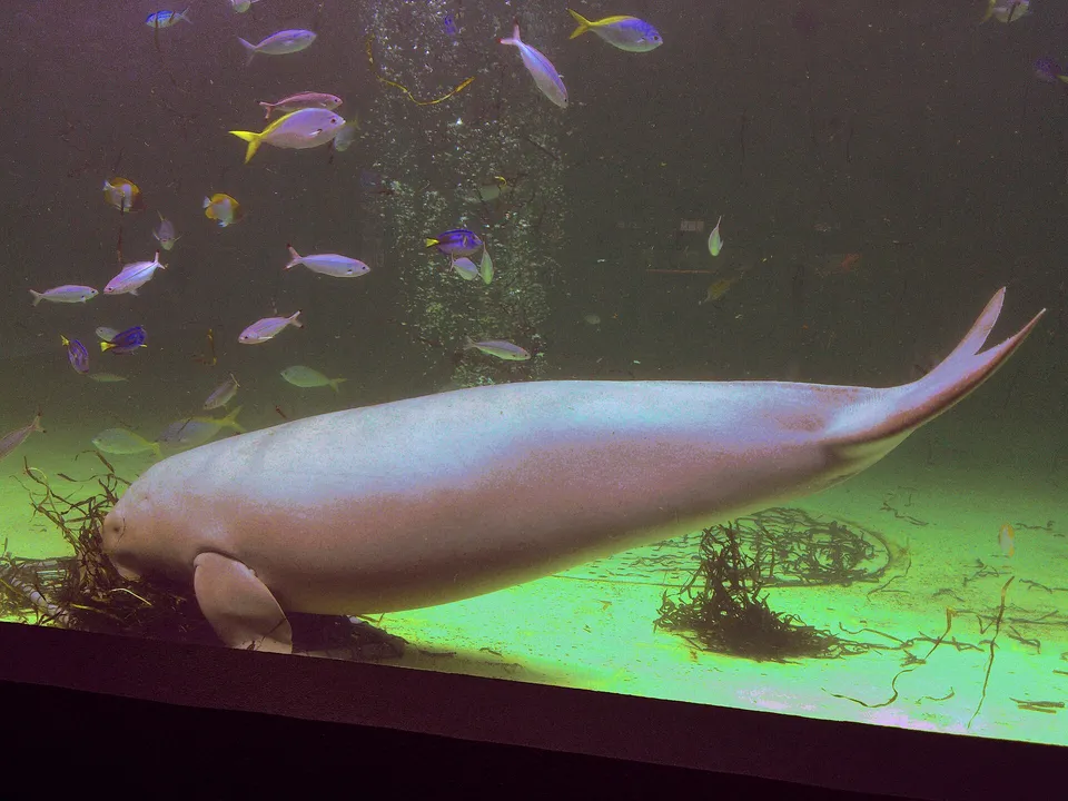 Serena the dugong, Toba Aquarium