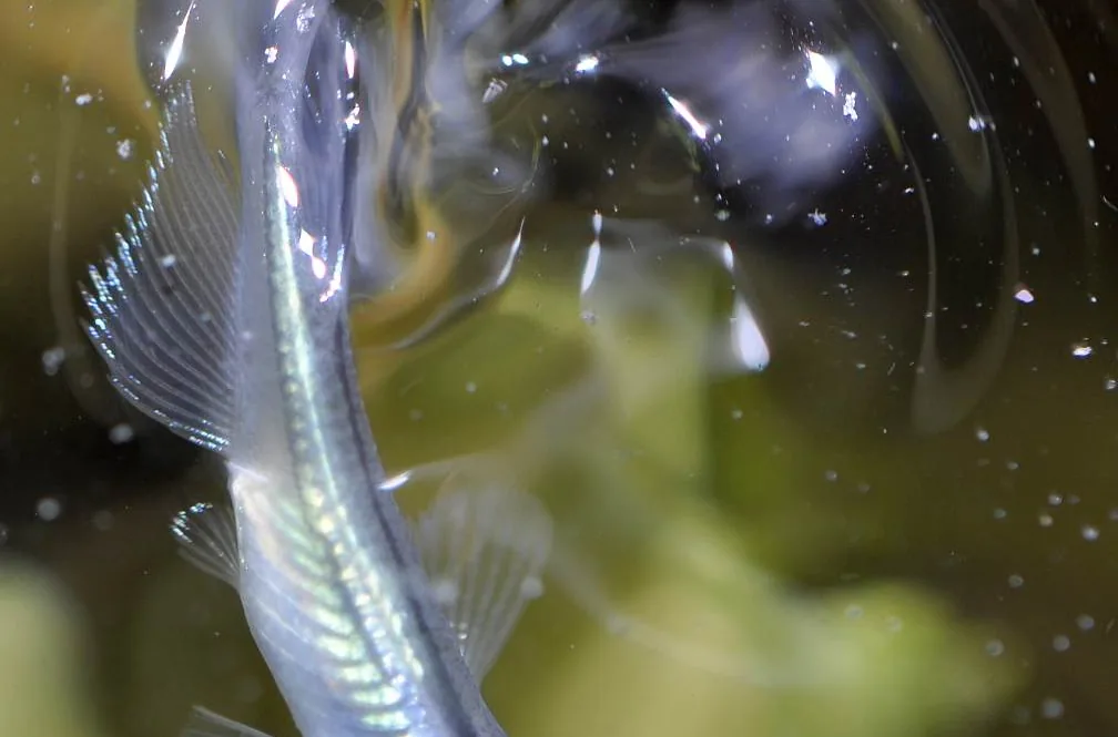 A Miyuki Blue medaka, an improved ornamental variety, showing a bright iridescent stripe along its back
