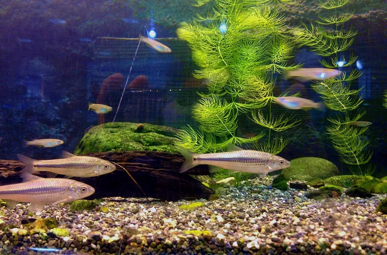 Wild-type Japanese medaka, Oryzias latipes, in an aquarium display