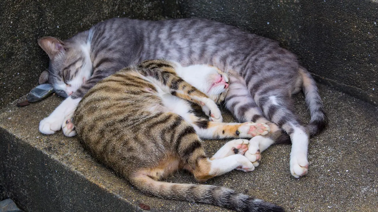 Two cats asleep on a stone step on Ainoshima, Fukuoka, Japan