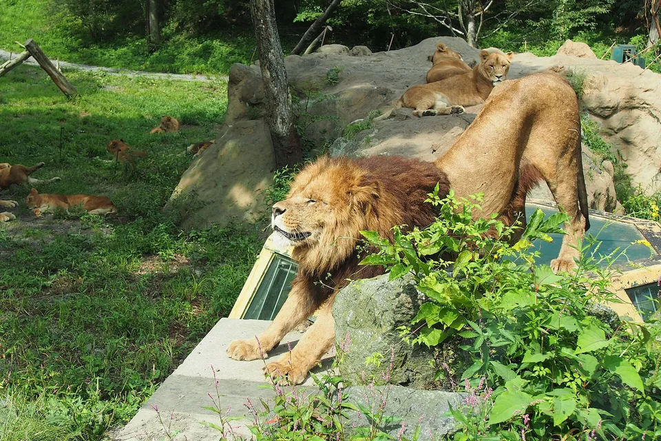 Lions at Fuji Safari Park