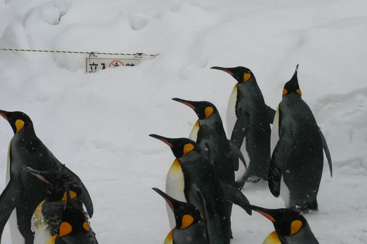 Cold-climate natives