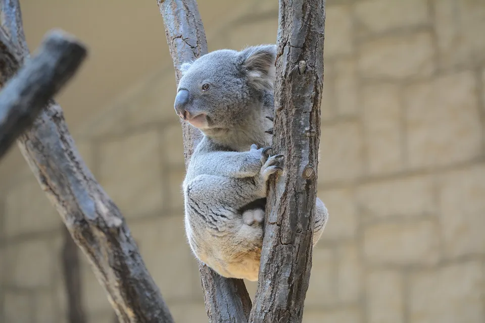 Koala at Higashiyama Zoo, Nagoya