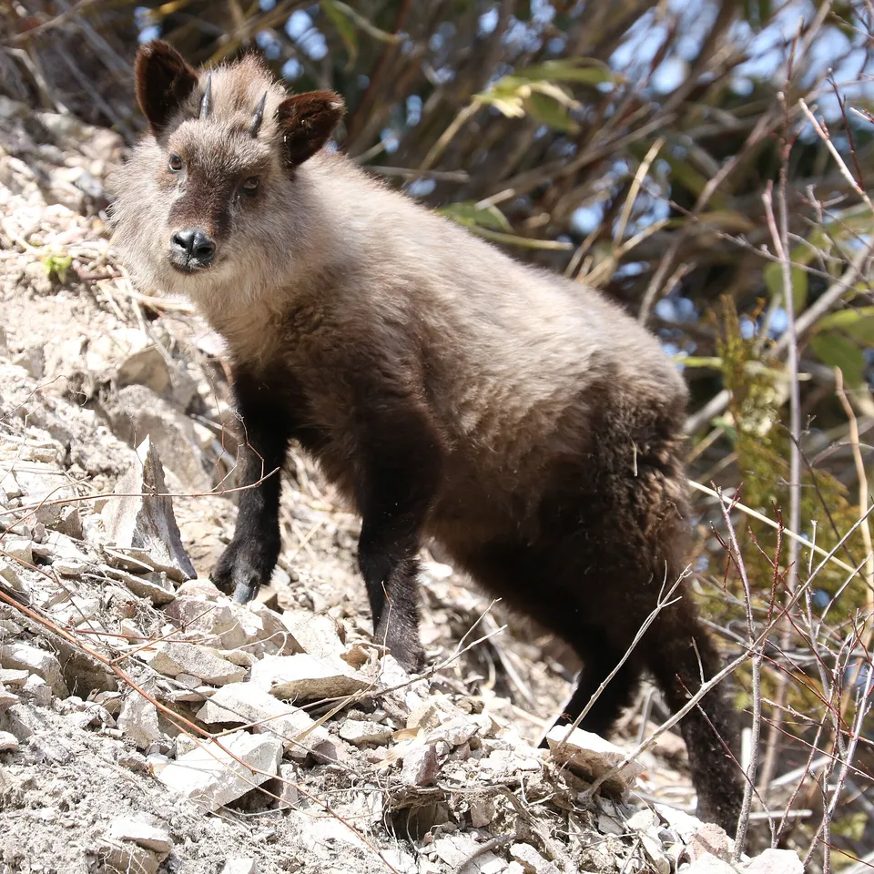 Japanese serow