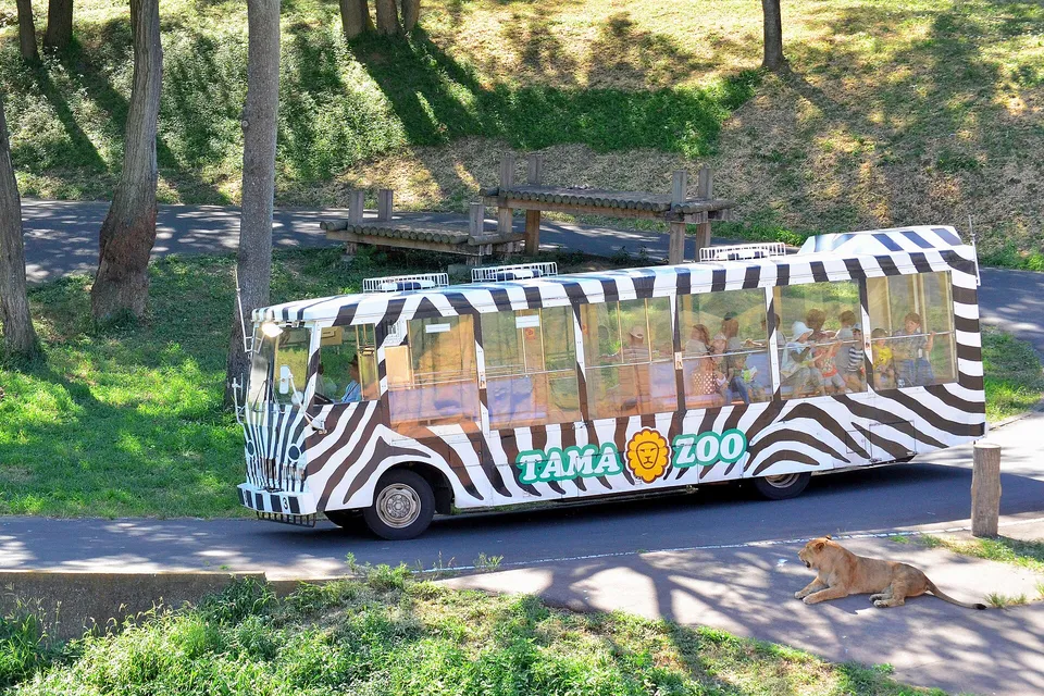 The lion bus at Tama Zoological Park