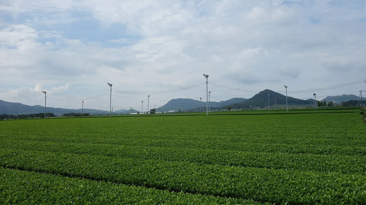 Tea fields at Chiran, Minamikyushu, Kagoshima, Japan