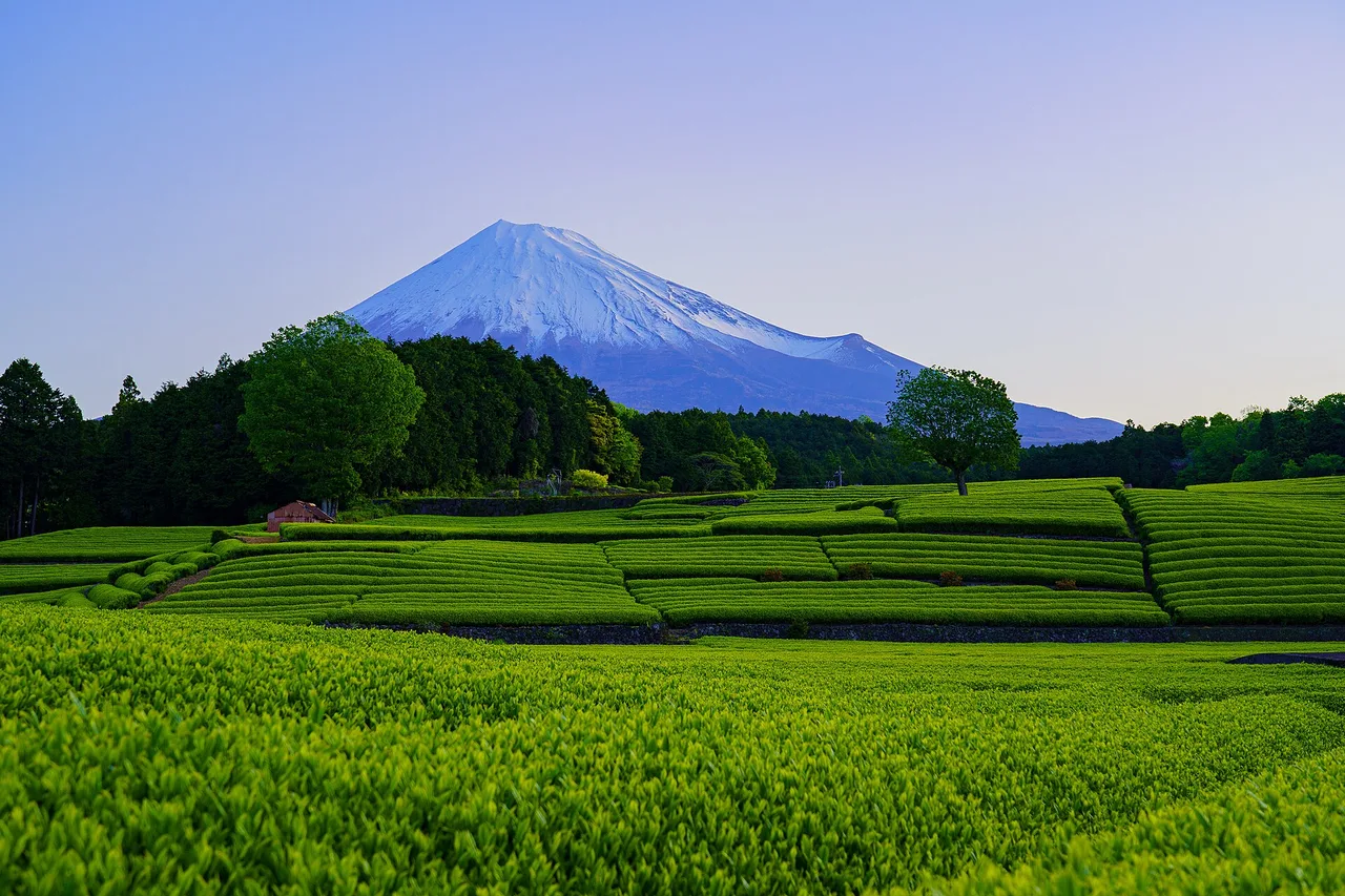 Tea terraces at Obuchi Sasaba below Mount Fuji, Fuji City, Shizuoka, Japan