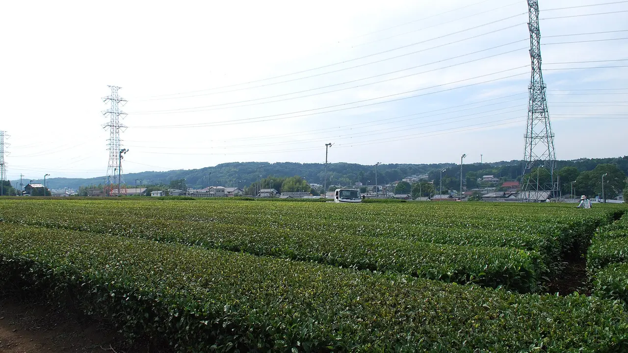 Sayama tea fields with pylons behind, Saitama, Japan