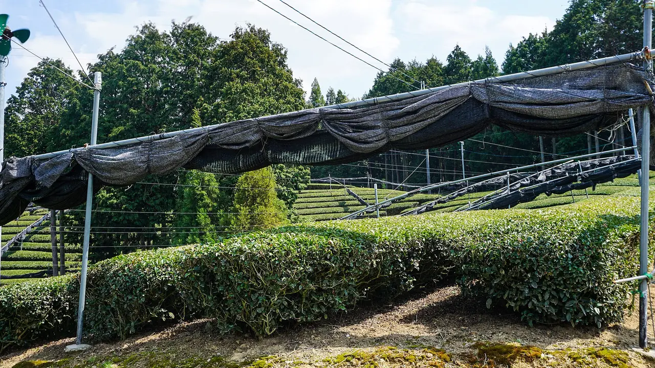 Tea bushes under black shading netting on frames, Japan