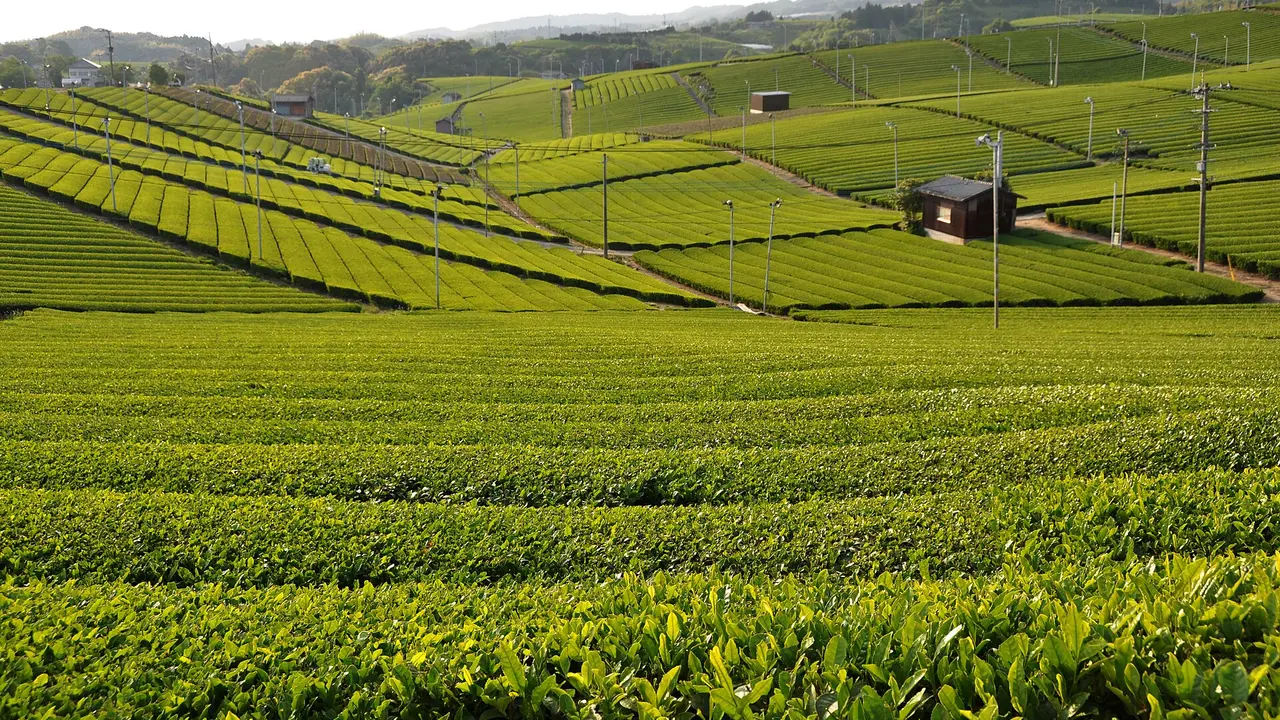 Terraced tea fields in the hills of Yame, Fukuoka, Japan
