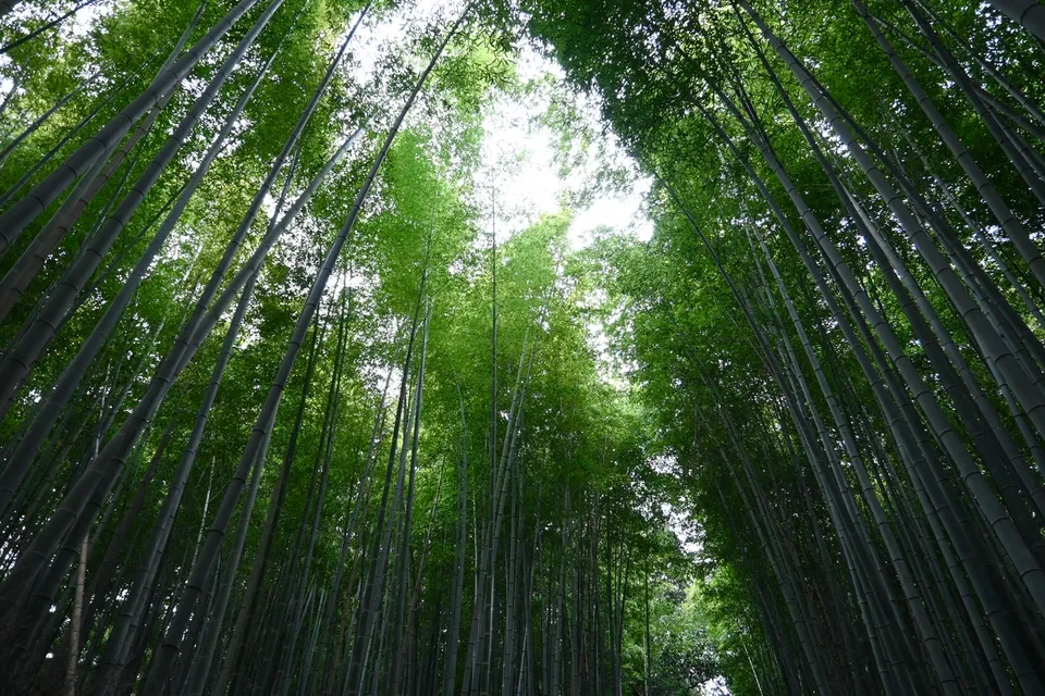 Arashiyama Bamboo Grove, Kyoto Prefecture, Japan
