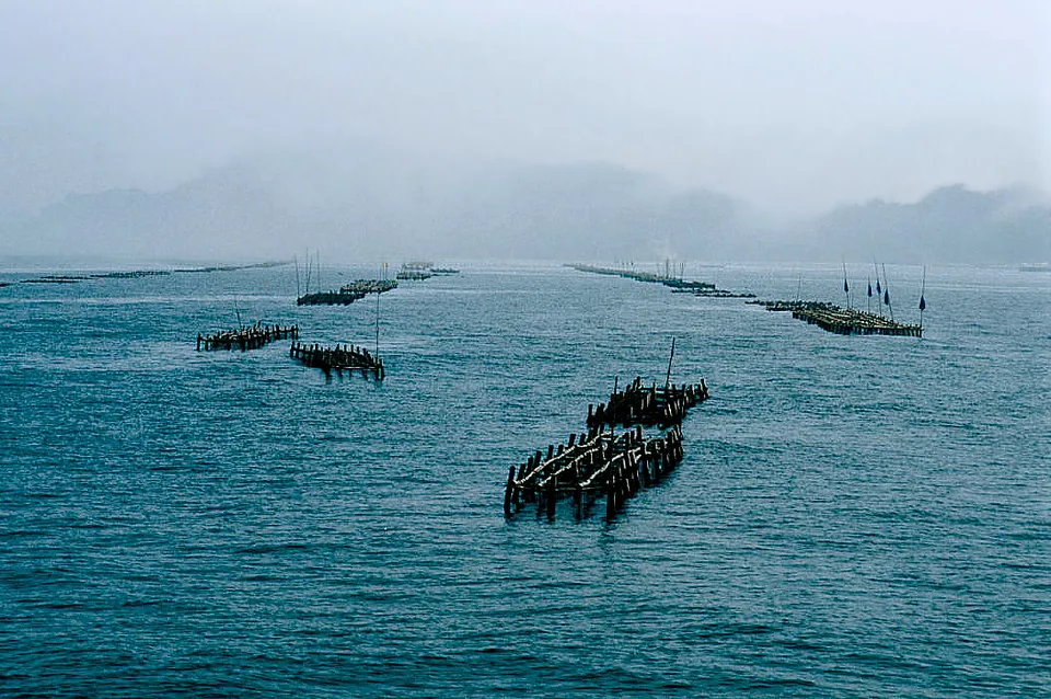 Matsushima oysters, Miyagi Prefecture, Japan