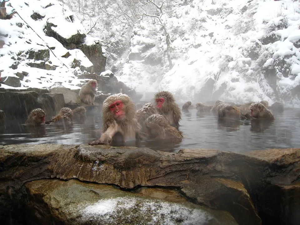 Jigokudani Yaen-Koen, Nagano Prefecture, Japan