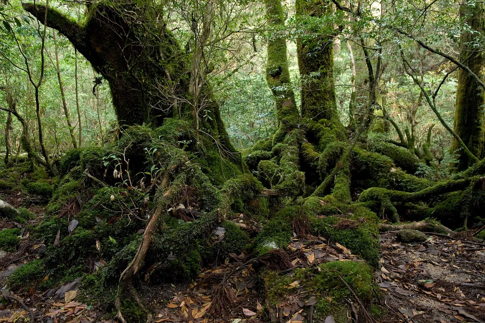 Yakushima and Tanegashima