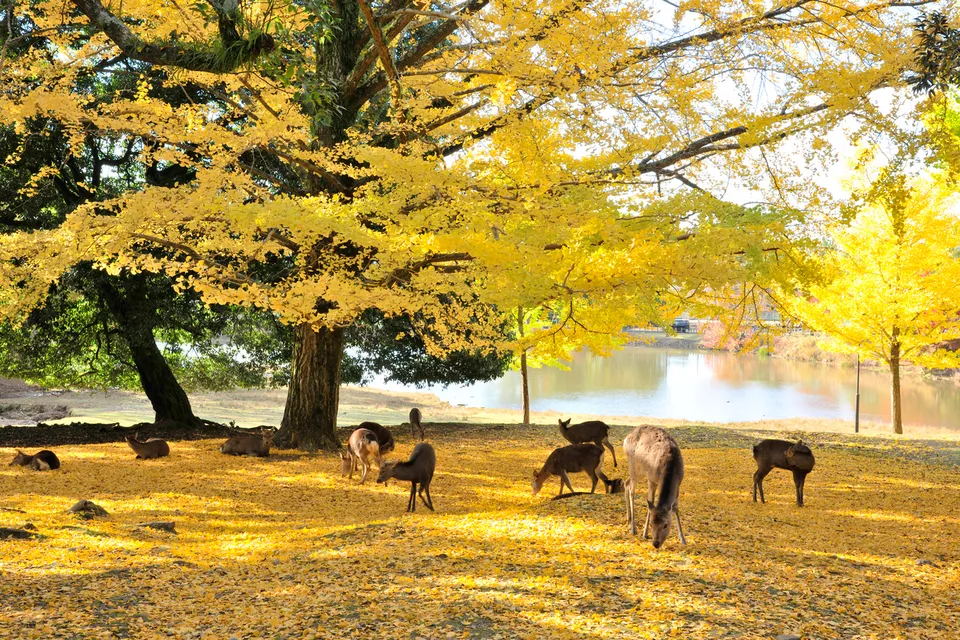 Nara Park, Nara Prefecture, Japan