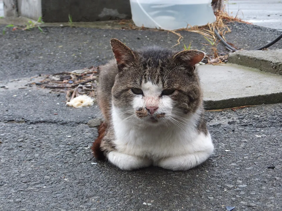 Tashirojima and the Sanriku islands
