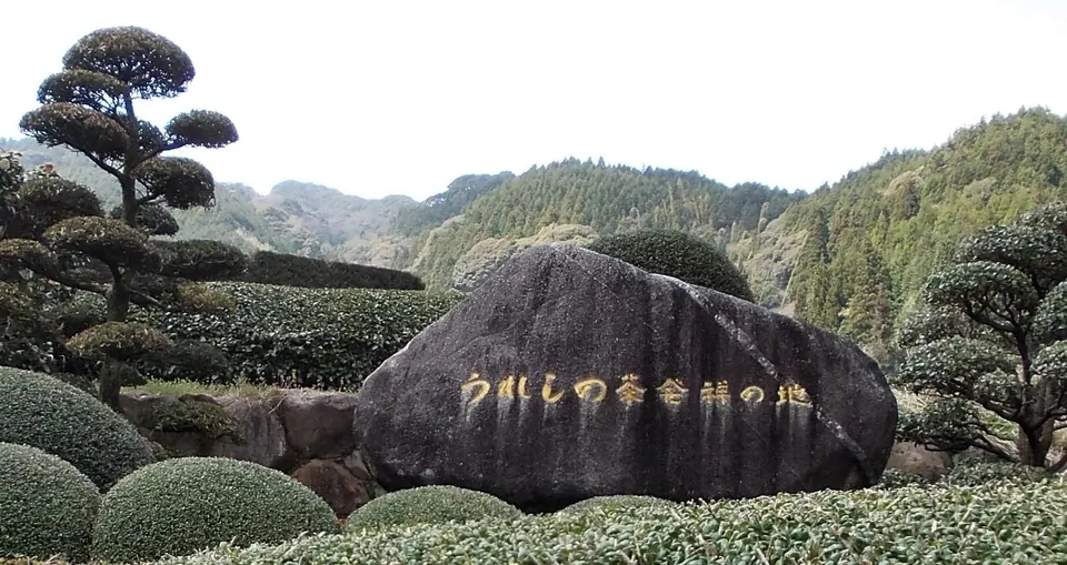 Ureshino tea, Saga Prefecture, Japan
