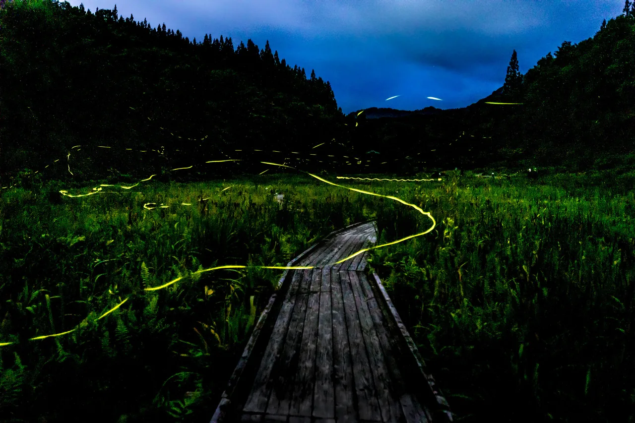 Long-exposure firefly light trails over marshland in Niigata Prefecture