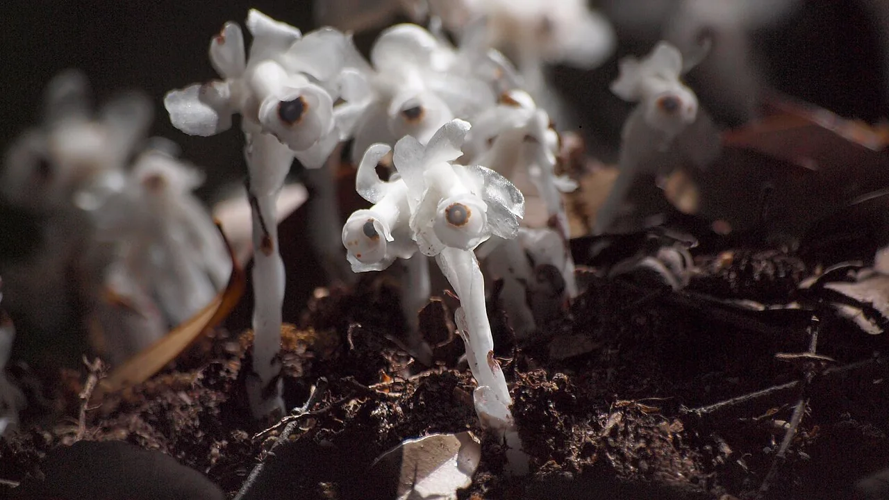 Ginryoso (Monotropastrum humile), translucent white flowers rising from forest leaf litter in Japan