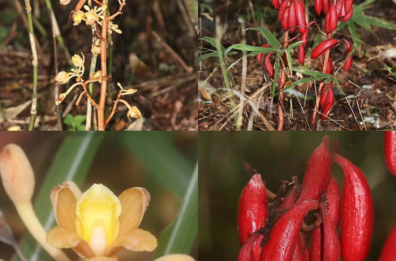 Cyrtosia septentrionalis, a leafless mycoheterotrophic orchid in Japan, in flower and fruit