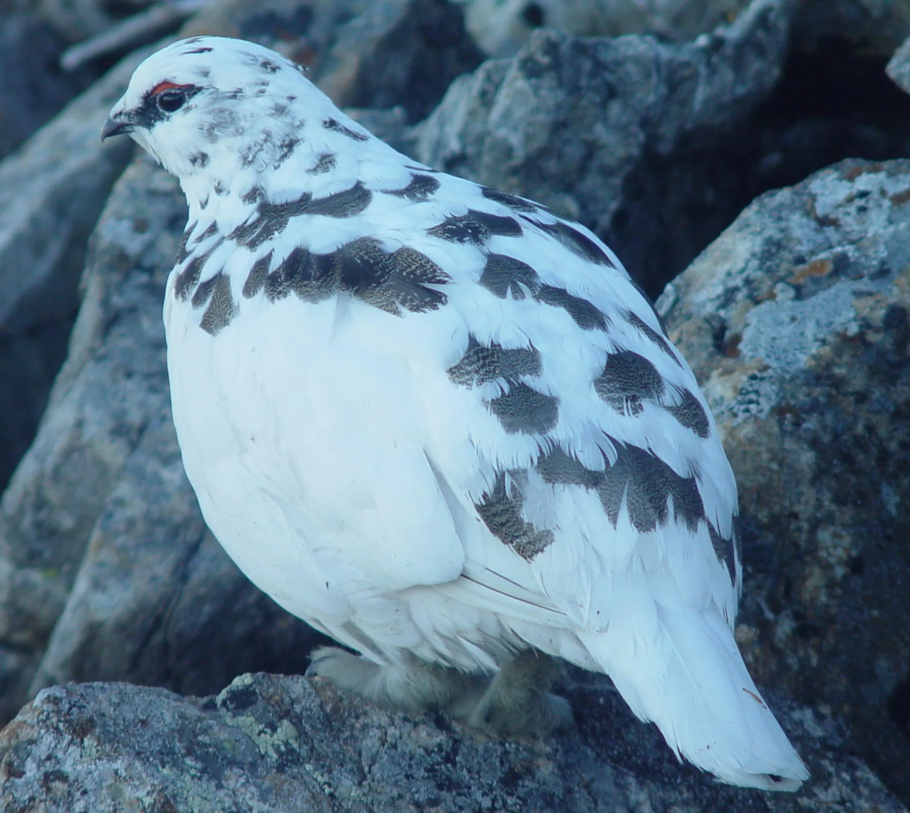 Lagopus muta japonica, male, transitioning into winter plumage, Kamikōchidake, Japan