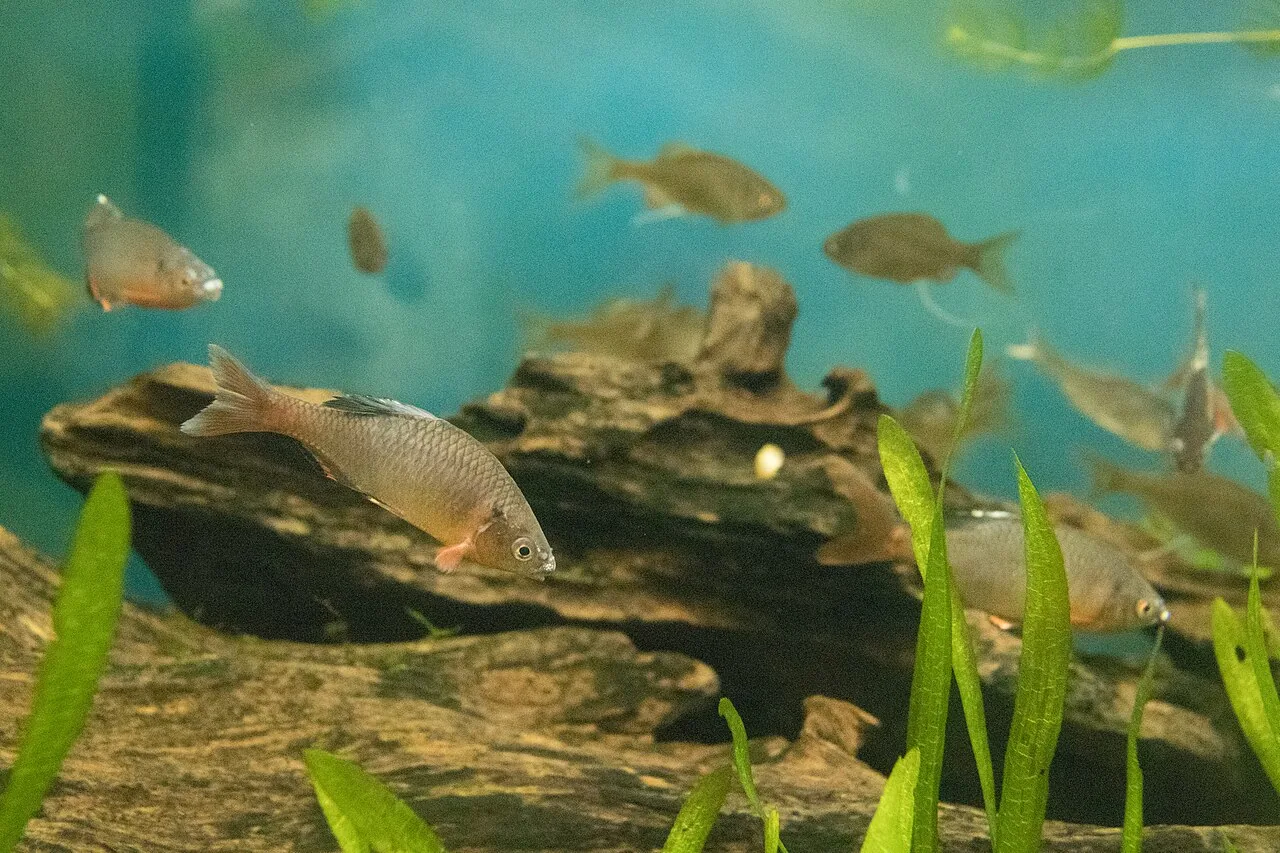 Miyako bitterling (Tanakia tanago), a small Japanese freshwater fish, in an aquarium display