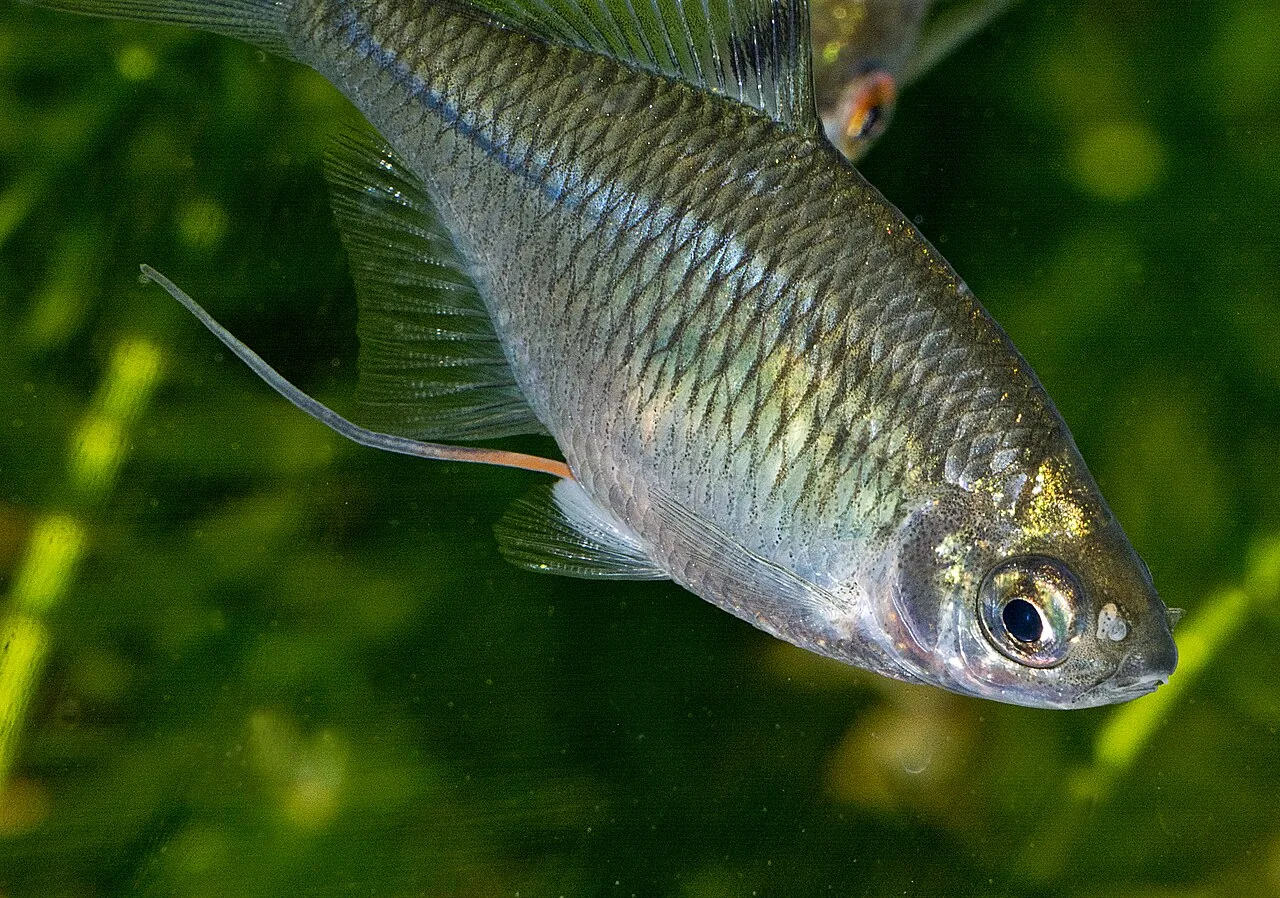 Rosy bitterling, Rhodeus ocellatus, showing breeding colouration