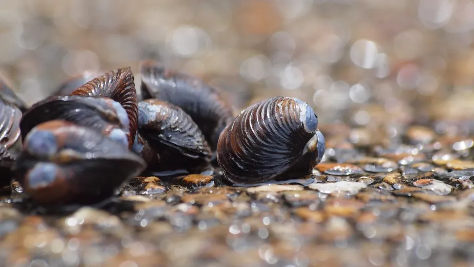 Shijimi clams, Shimane Prefecture, Japan
