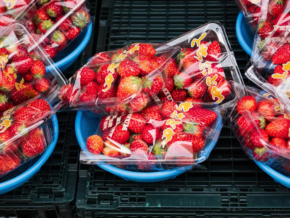 Tochiotome strawberries, Tochigi Prefecture, Japan