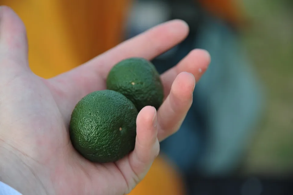 Sudachi citrus, Tokushima Prefecture, Japan
