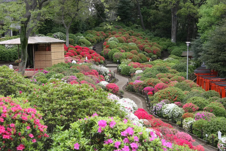 Nezu Shrine azalea garden, Tokyo Prefecture, Japan