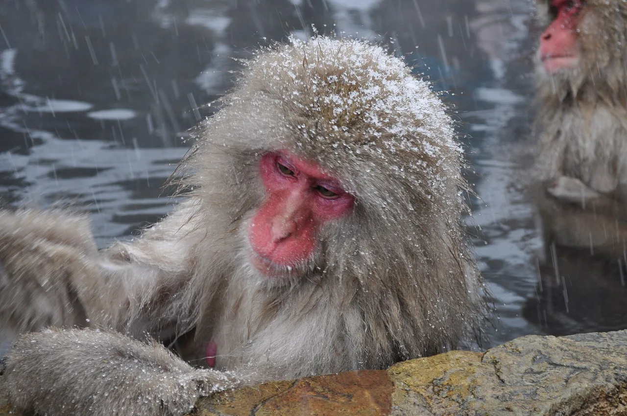 Japanese Macaque Snow Monkey Jigokudani, Japan