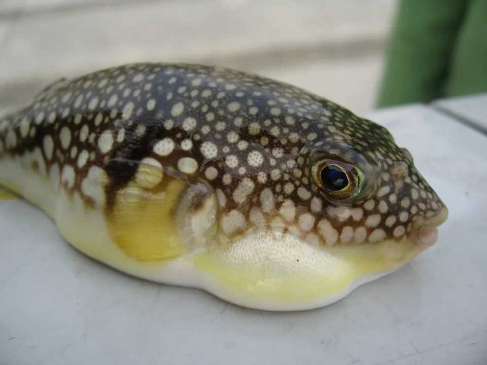Fugu, Yamaguchi Prefecture, Japan